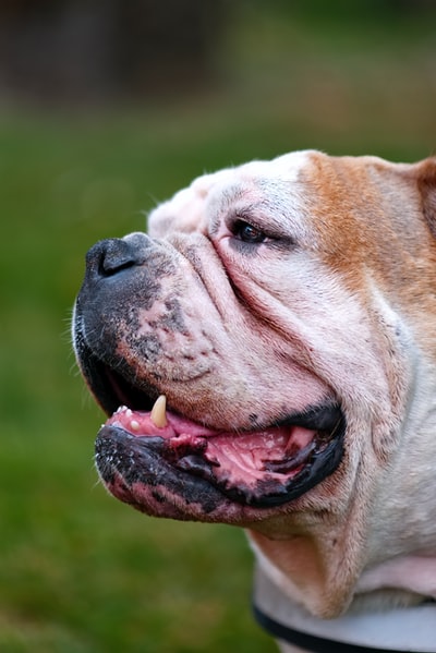 White and brown dog
